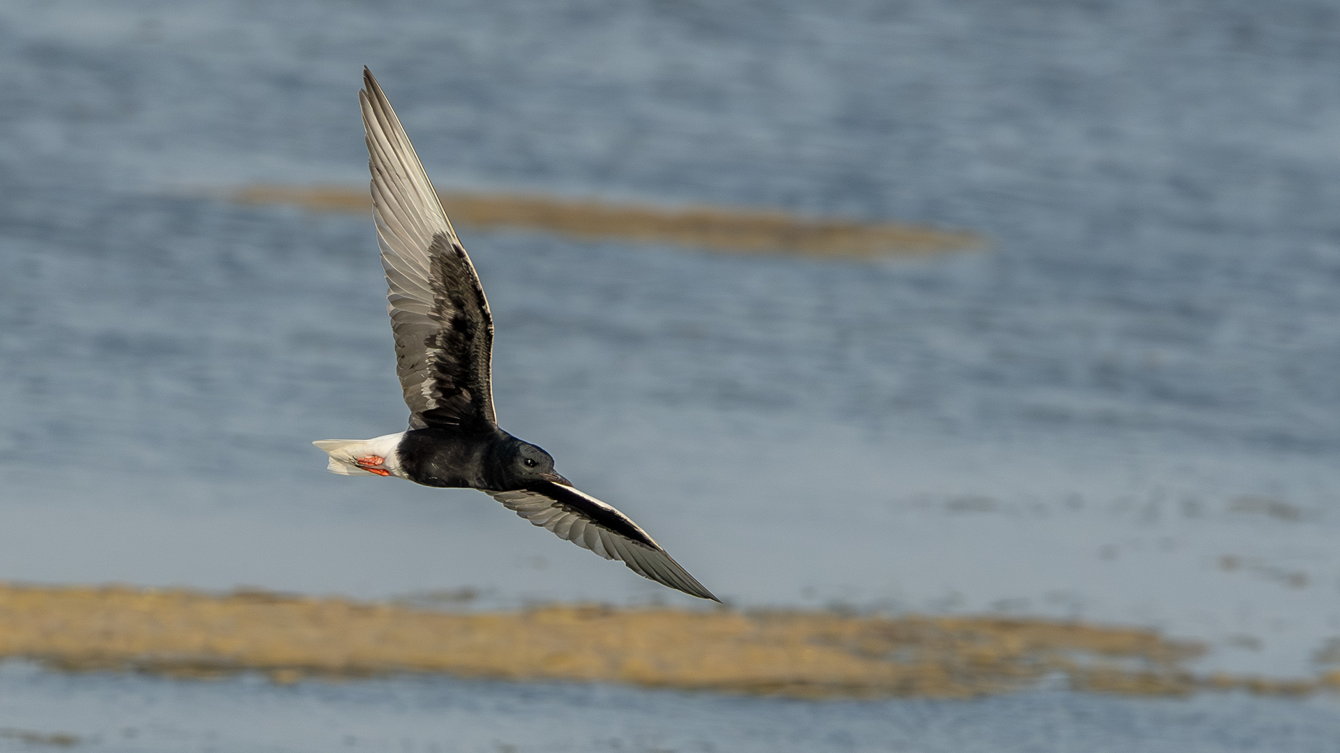 White-winged Tern — Ana fotoğraf